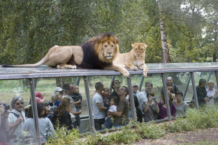 Safari Thoiry