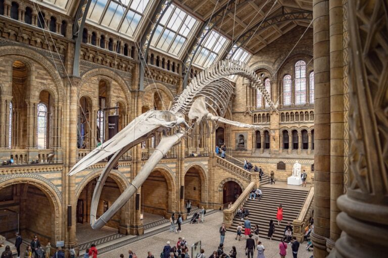 Musée d'histoire naturelle