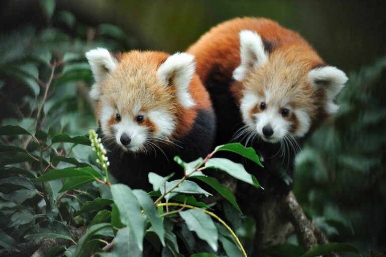 Ménagerie du Jardin des plantes